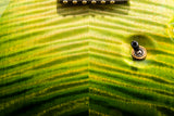 Paul Reed Smith Private Stock Custom 24 Rainforest Glow